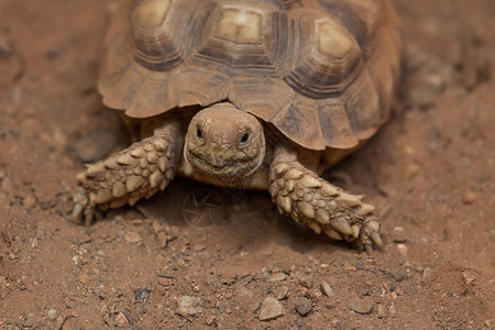 一只非洲小乌龟在泥土环境中爬来去时看起来笑图片