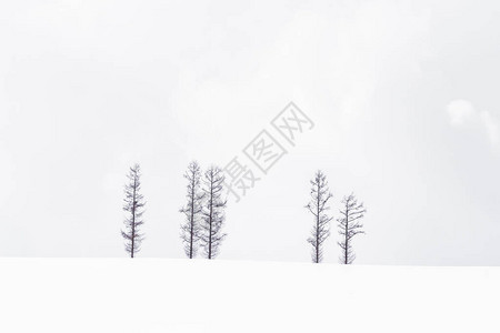 雪冬季节树枝的美丽风景图片