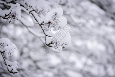 芬兰拉普兰的树木枝叶冬季下大雪树枝上布满图片