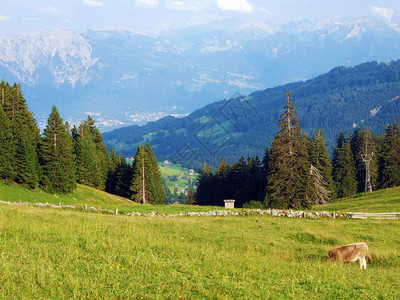 Alpstein山脉斜坡和Thur河谷的高山牧场和草地图片