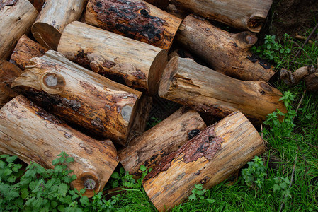 成堆的硬木来自用于制造木炭或在壁炉中燃烧的树木图片