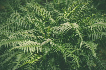 热带生植物的绿叶以古代语调为绿色图片