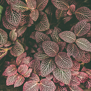 热带植物的地毯红色音调图片