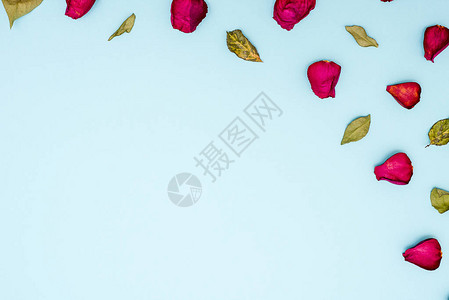 蓝色背景上的栗色玫瑰花瓣和绿叶背景从顶部的视图问候贺卡文章图片