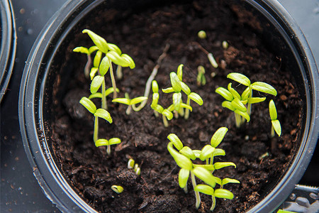 小植物种植图片