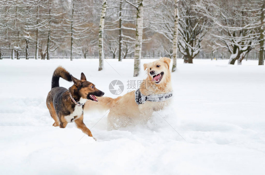 金色猎犬狗在玩耍冬天走户外如何保护你的宠物免于体图片