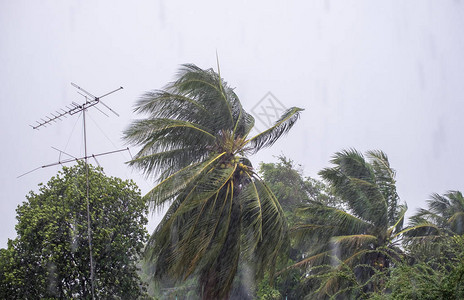 台风预警信号阵风暴雨椰子和天线杆吹斜背景