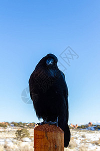 在Arches公园一只乌鸦图片