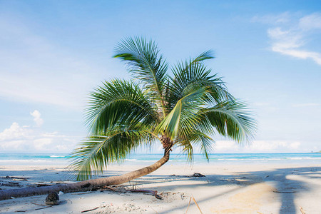 在海滩的椰子树与蓝天图片