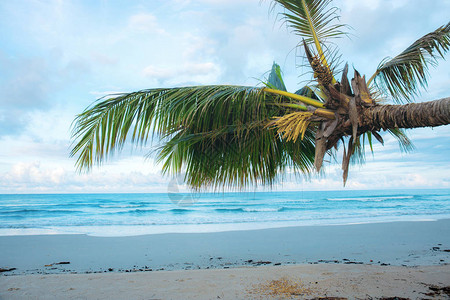 在海滩的椰子树在天空图片