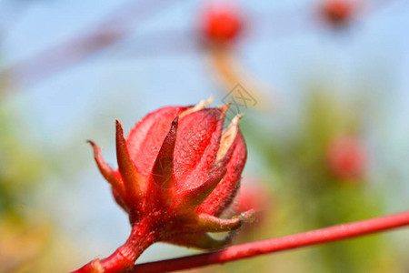 花园果汁玫瑰茶和草药希比库斯Hibiscus图片
