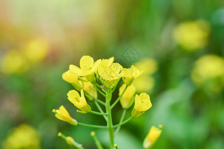 在菜园背景布拉西卡人中开花的中图片