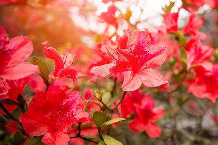 自然花园中盛开的红杜鹃花泰国图片