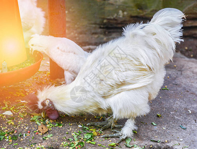 日本养鸡场的白丝鸡或丝鸡吃饲料图片