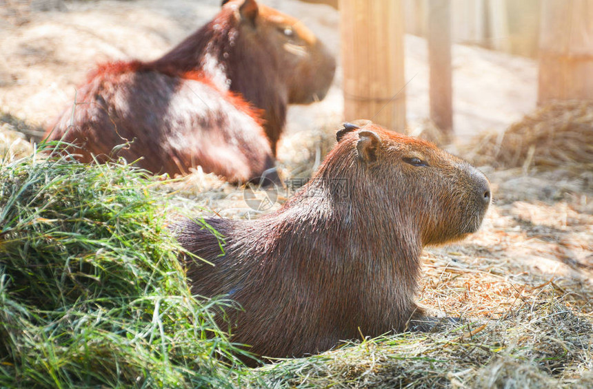 Capybara在夏季日躺在公园Hydrchaeris水下动物园的Capybar图片