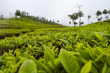 绿茶芽和新鲜叶子斯里兰卡的茶图片