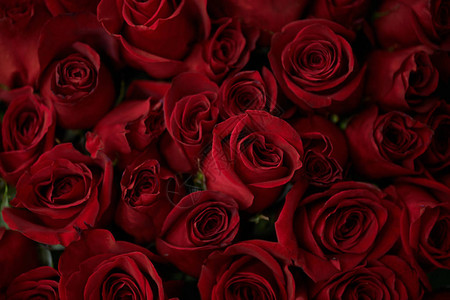 美丽的鲜玫瑰花图片