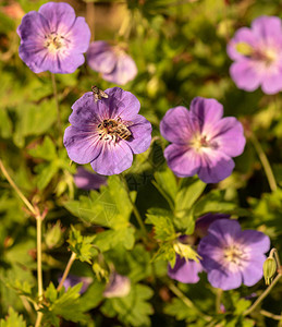 开放的紫罗兰粉色天竺葵鹤嘴兰花与蜜蜂和苍蝇的彩色图片