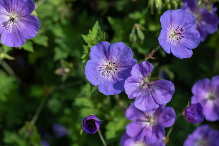 在阳光明媚的夏日拍摄一连串在自然模糊背景下开阔的紫罗兰蓝色起重图片