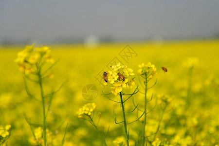 蜜蜂从一株芥菜中采集花粉背景图片