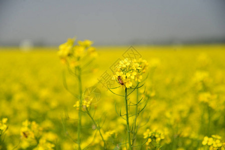 蜜蜂从一株芥菜中采集花粉背景图片