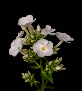 美术静物详细花卉微距摄影图片