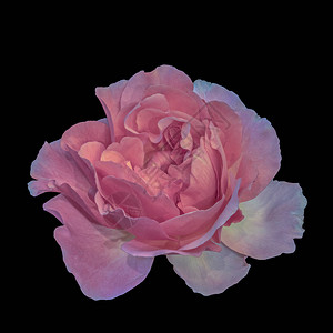 柔和的彩色美术静物花卉宏观花卉图像图片