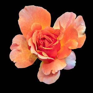 五颜六色的美术静物明亮的花卉宏观花卉图像图片