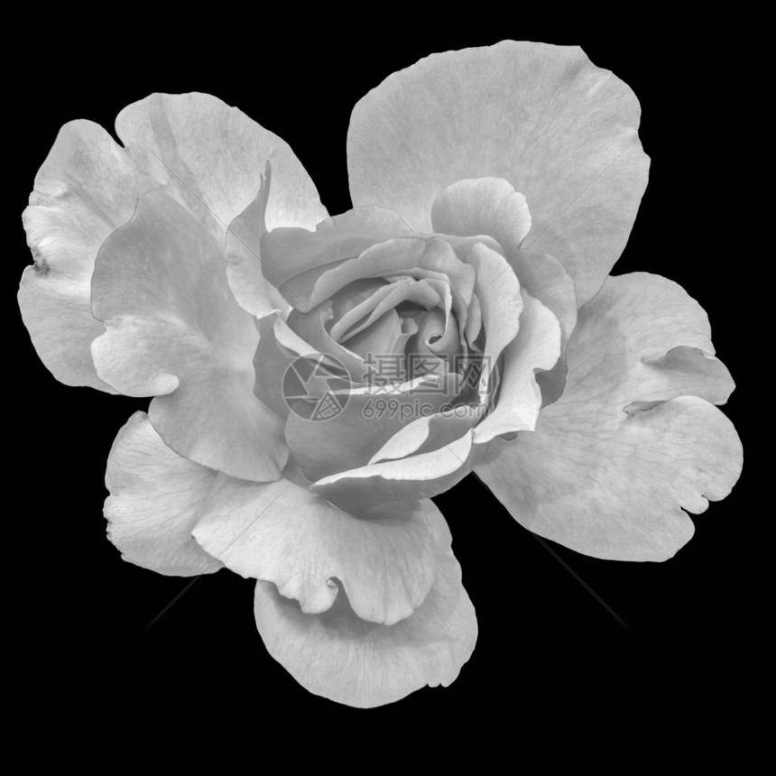 单色黑白美术静物花卉宏观花卉图像图片