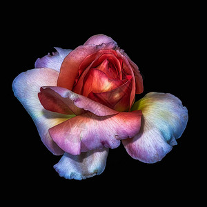 一朵孤立的红紫白玫瑰花黑色背景细节纹理复古绘画风格的彩色美术静物花卉背景图片
