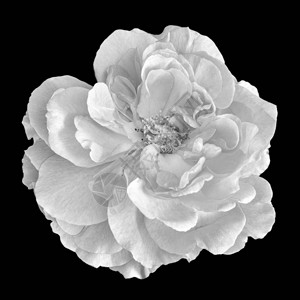 单色黑白美术静物明亮花卉宏观花卉图像图片