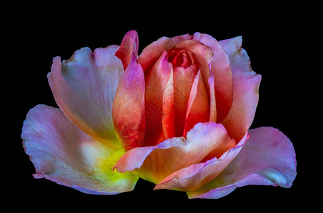 五颜六色的美术静物鲜艳的花卉宏观花卉图像图片