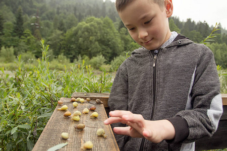 快乐的男孩和一群蜗牛在木板上大自然中蜗牛的野生活发图片