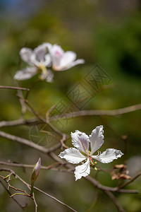 Bauhiniavariegata紫兰花树图片