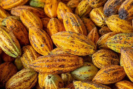Cacao水果生可豆图片