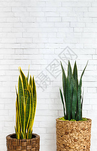 白砖墙背景下带室内植物的花盆图片
