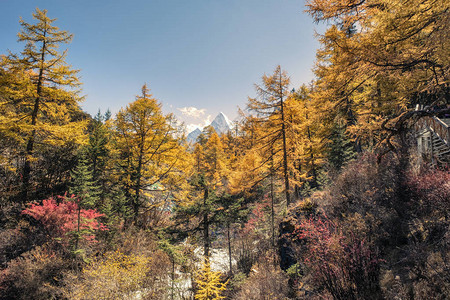 金松林与秋谷圣山图片