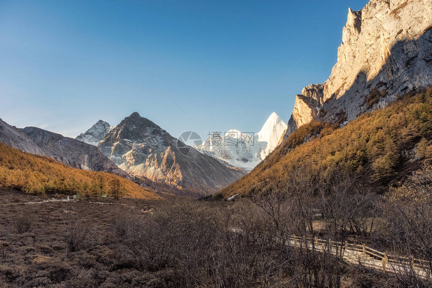 Yading自然保护区山峰秋季山谷的Yangmai图片