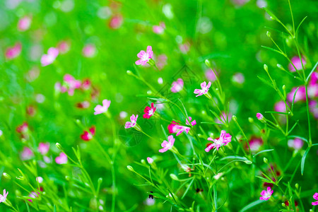 花园中鲜艳多彩的粉红高清图片