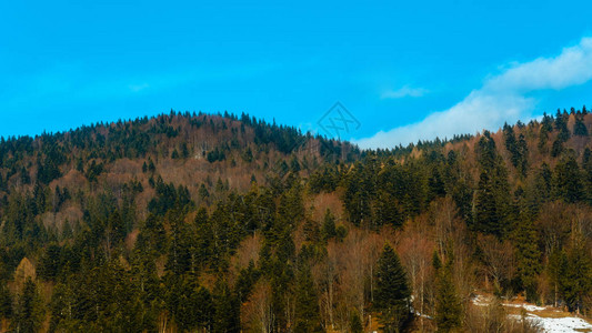 2019年乌克兰西部绿林和蓝天空的图片