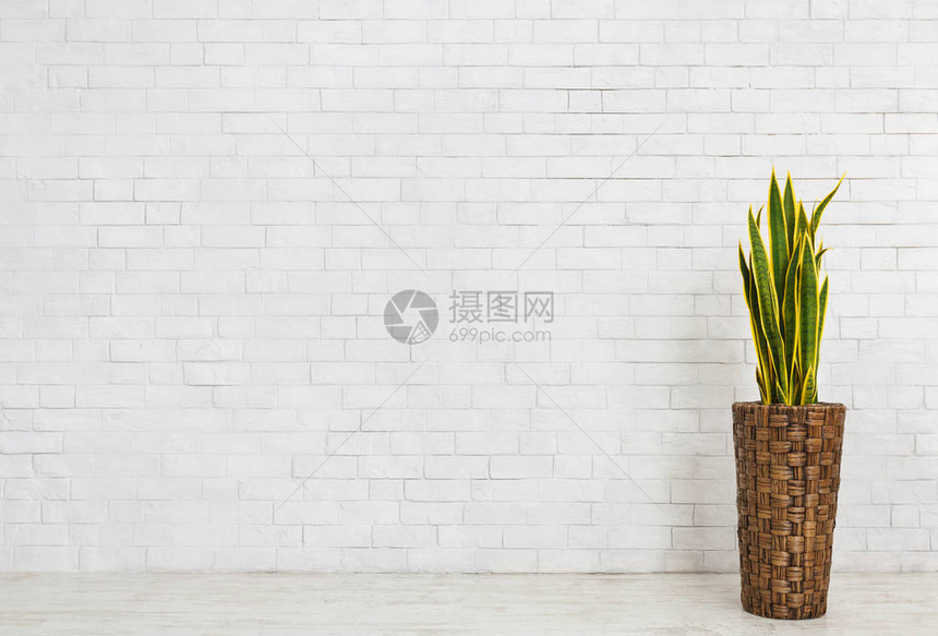 白砖墙背景草盆中的蛇植物图片
