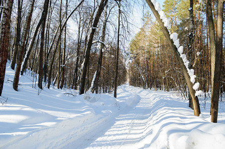 俄罗斯桑尼森林的冬天图片
