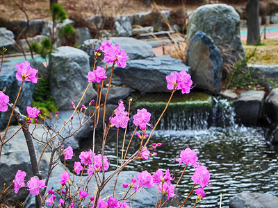 春天盛开的杜鹃花海云台釜山图片