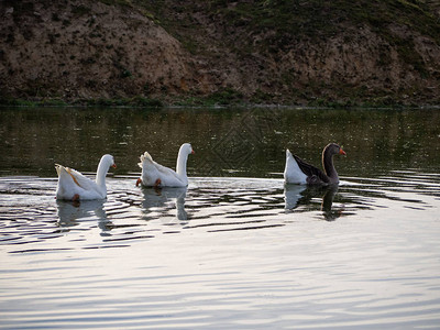 三只大雁一家在湖中游泳图片