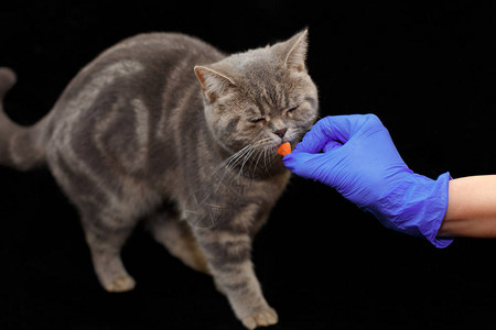 可爱的小猫在黑色背景上从兽医手中拿到药丸专业兽医为动物提供药图片