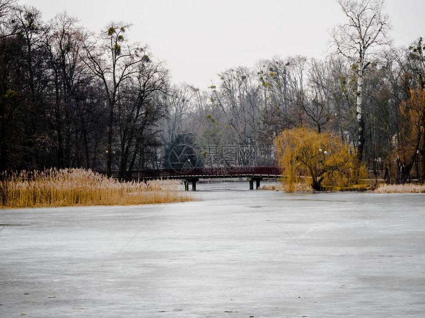 冰冻的湖在冬天有树图片
