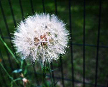 绿色花园中的蒲公英花种子图片