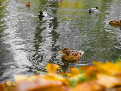 鸭子在秋天的森林风景中游泳图片