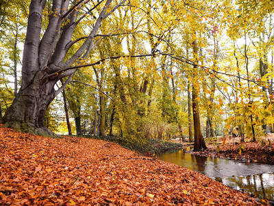 风景秀丽的森林的华丽秋天风景图片