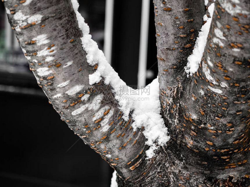 大树枝缝合上面布满了雪冬季的白雪树枝还图片